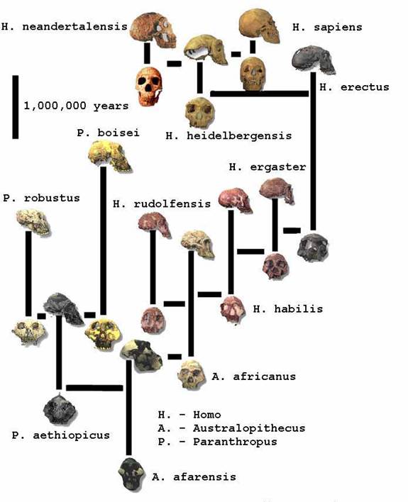 Human Evolution Tree Chart